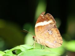 Schmetterling 3