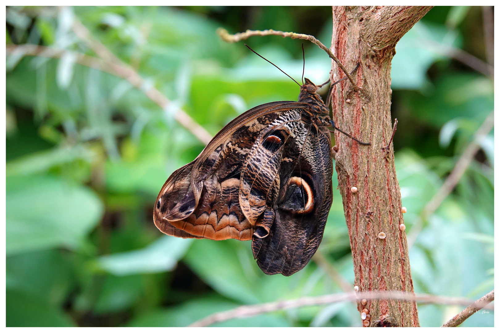 Schmetterling 3