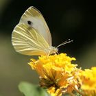 Schmetterling 3