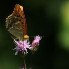 Schmetterling 3