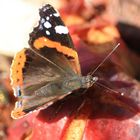 Schmetterling 3