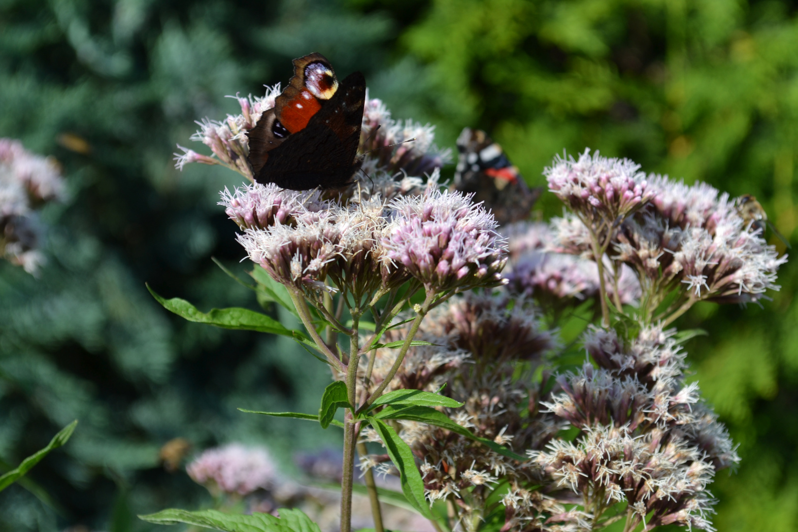 Schmetterling 3