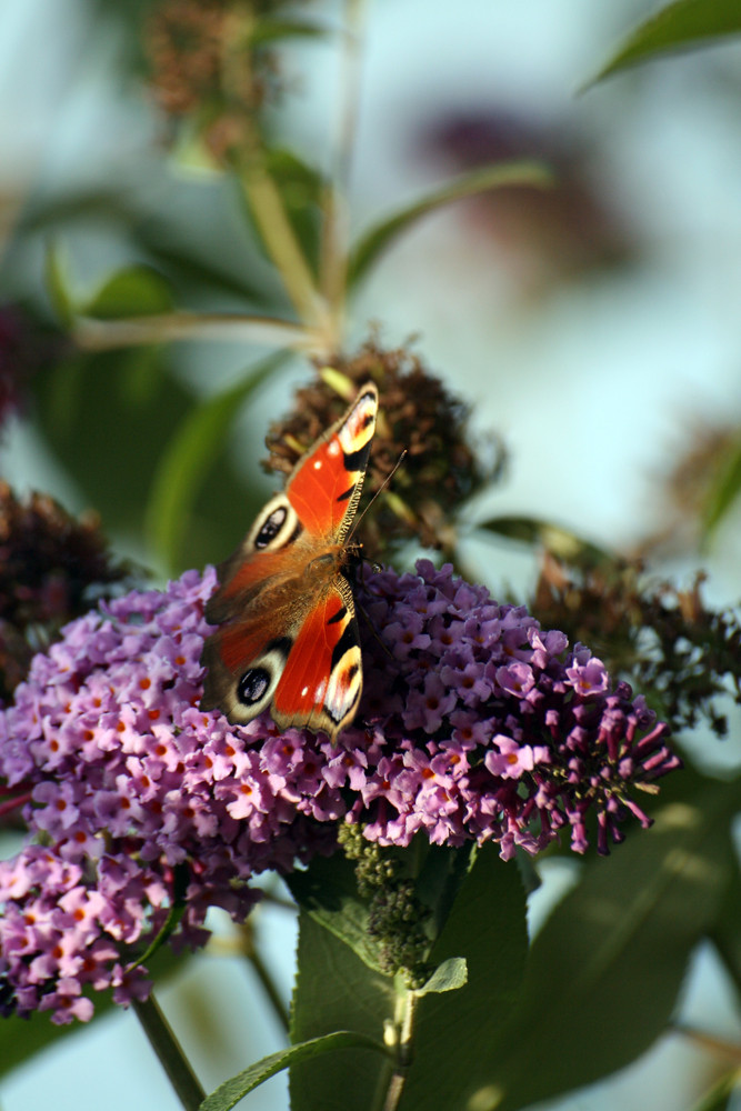 schmetterling 3