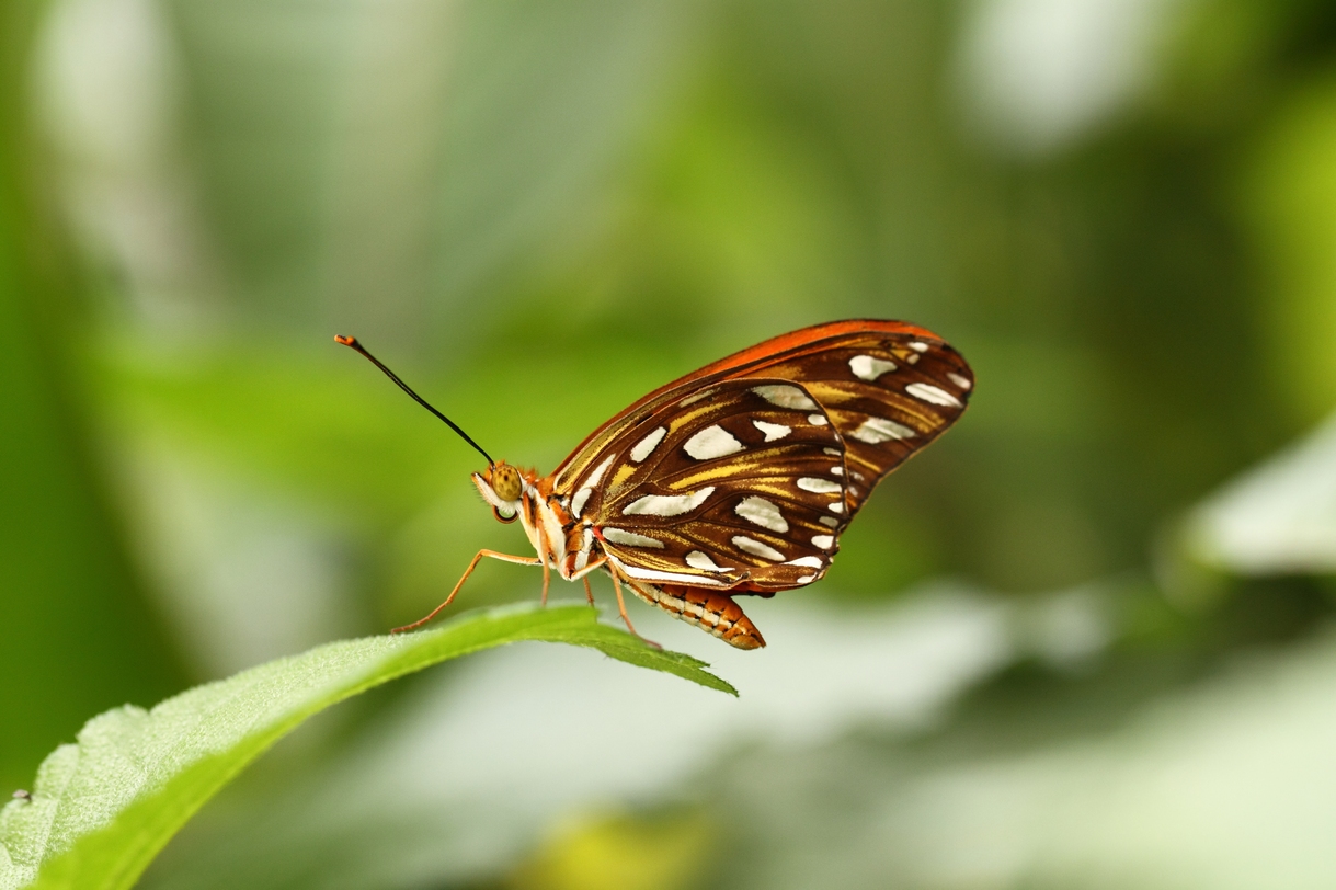 Schmetterling 3