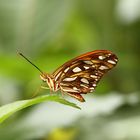 Schmetterling 3