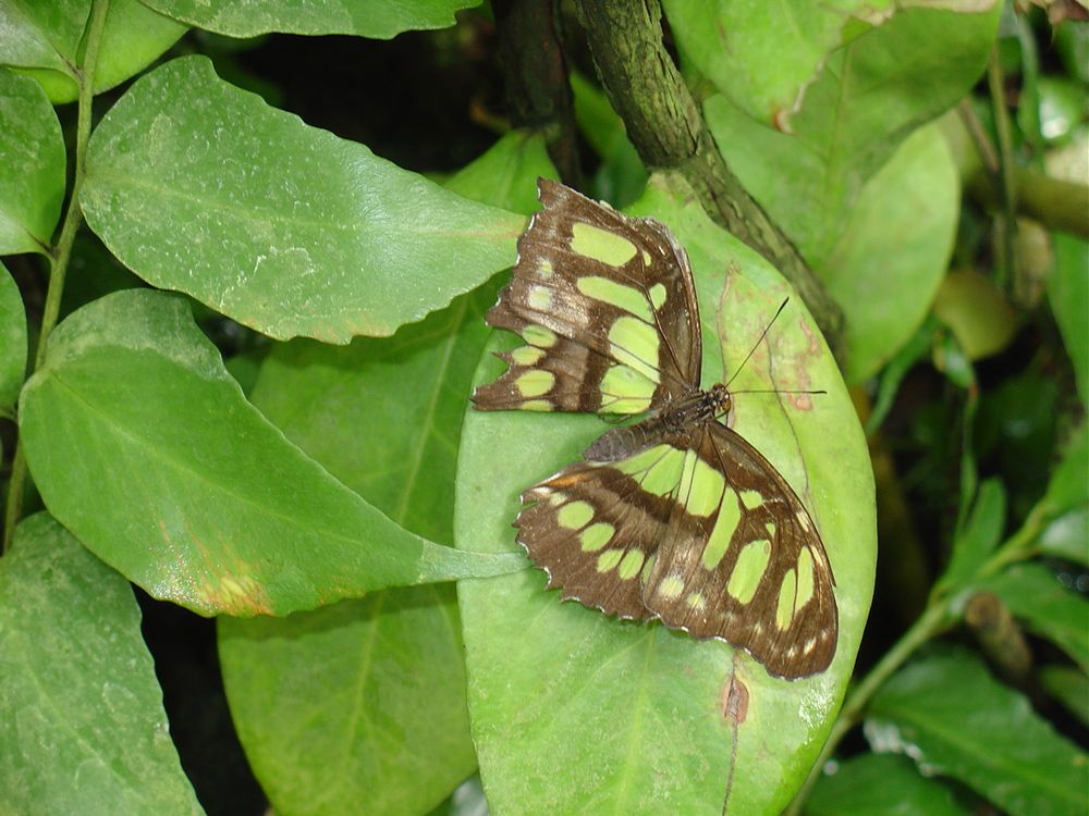 Schmetterling 3