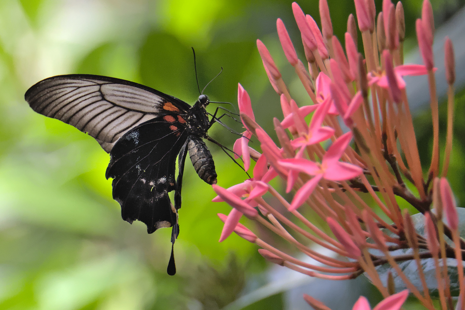 Schmetterling 3