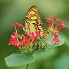 Schmetterling 3,,,