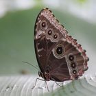 Schmetterling 3