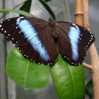 schmetterling 3