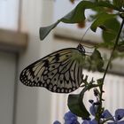 Schmetterling 3