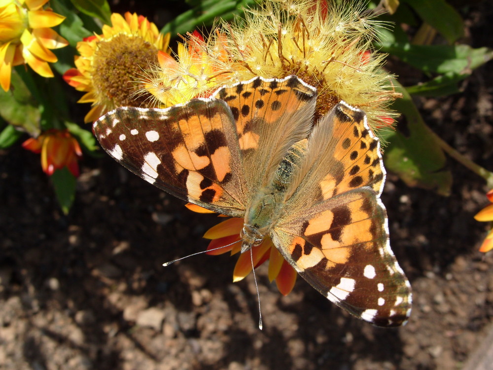 Schmetterling 3