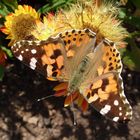 Schmetterling 3