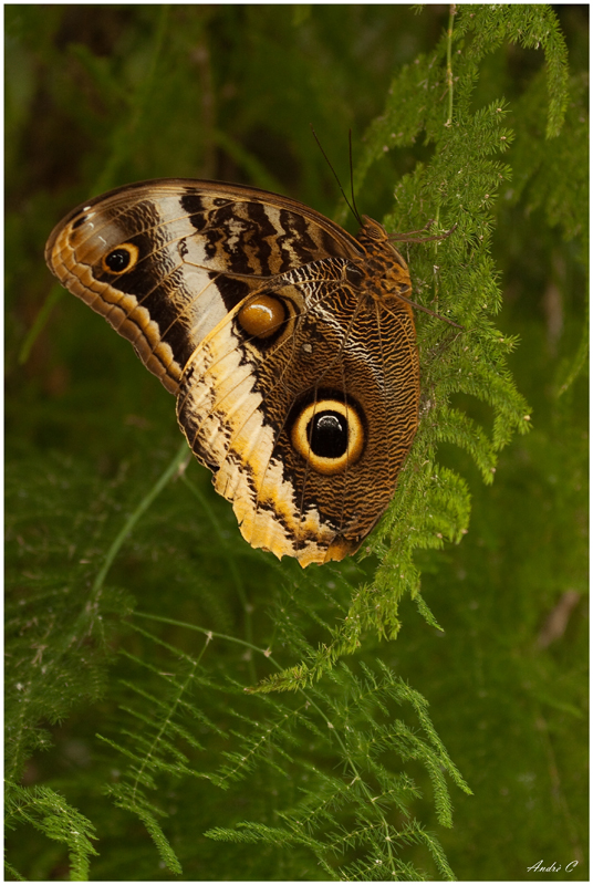 Schmetterling 3