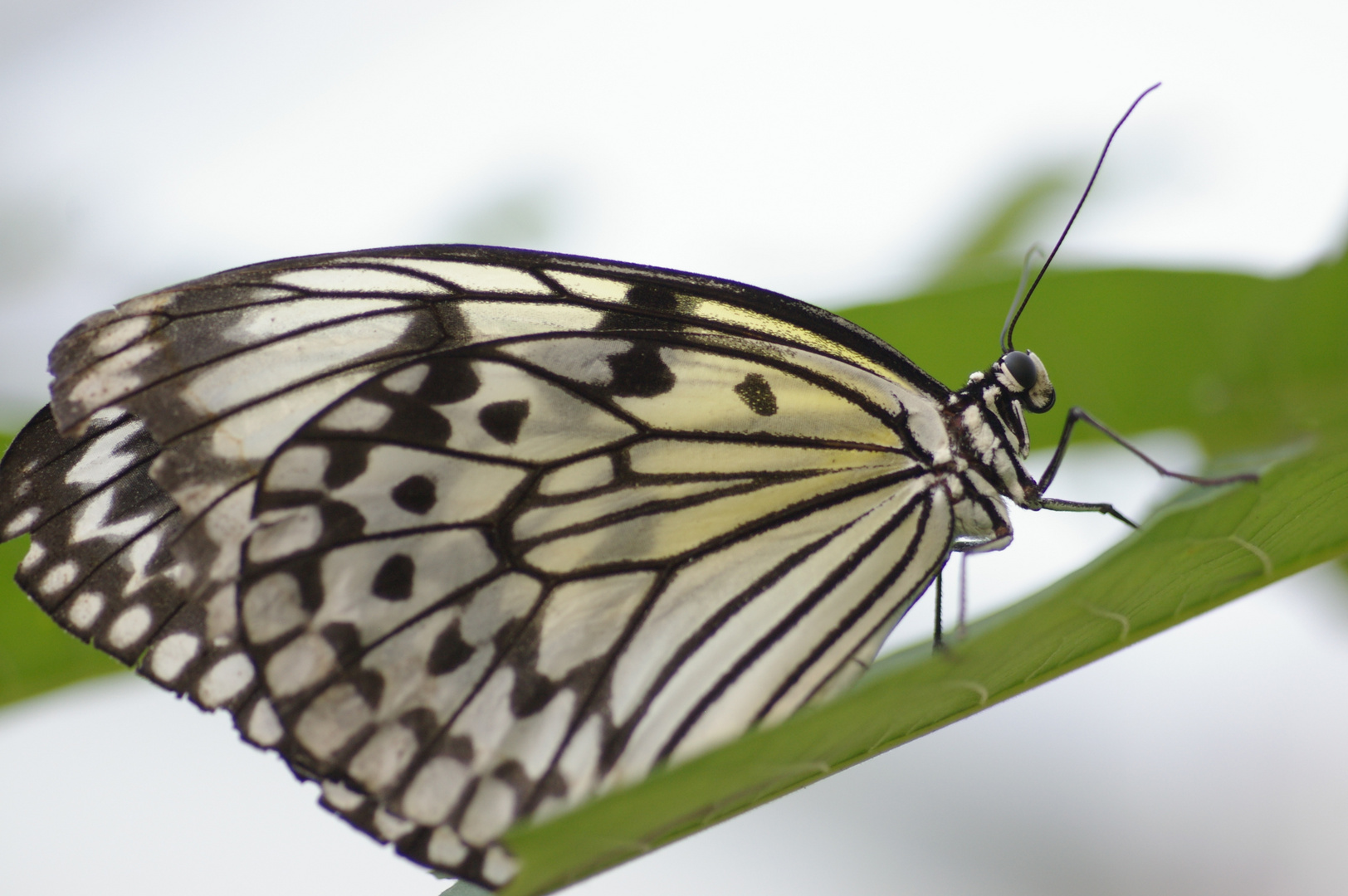 Schmetterling #3