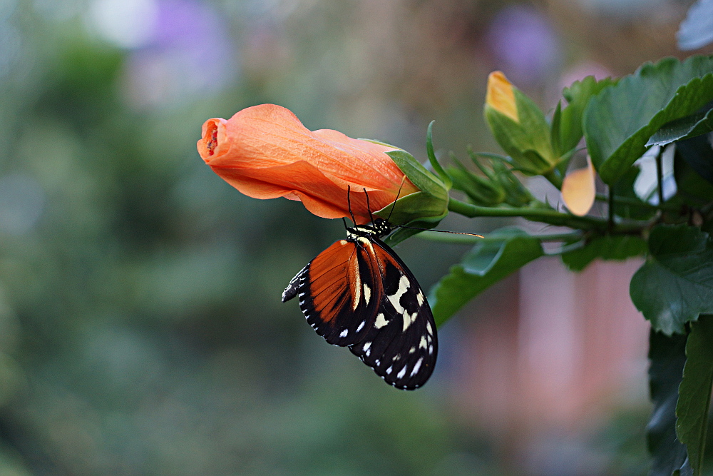 Schmetterling 3