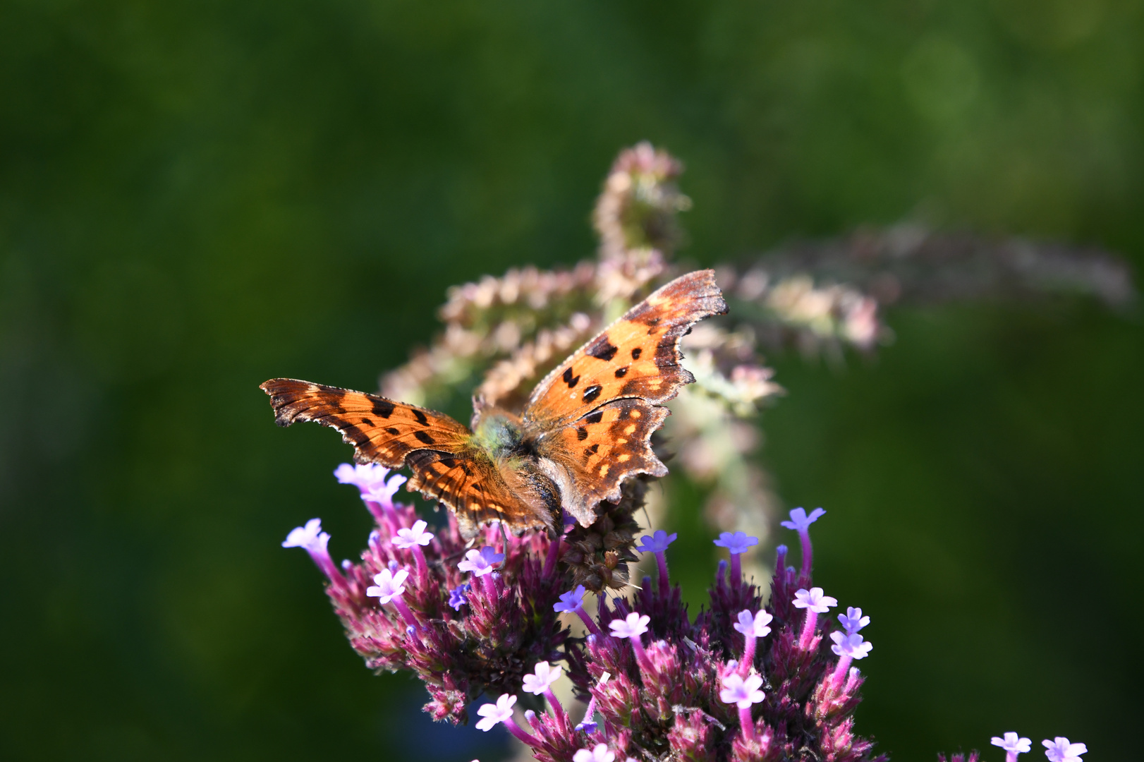 Schmetterling 3