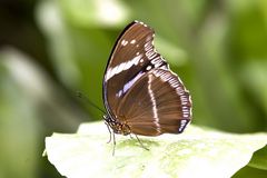 Schmetterling (3)