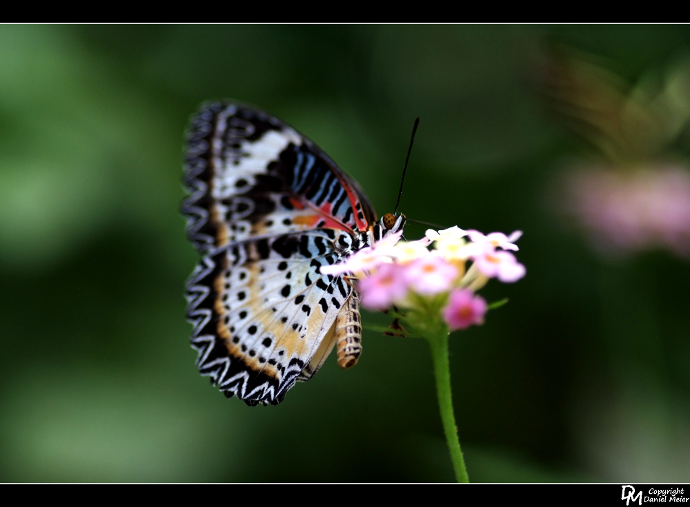 Schmetterling #3