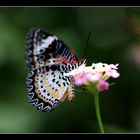 Schmetterling #3