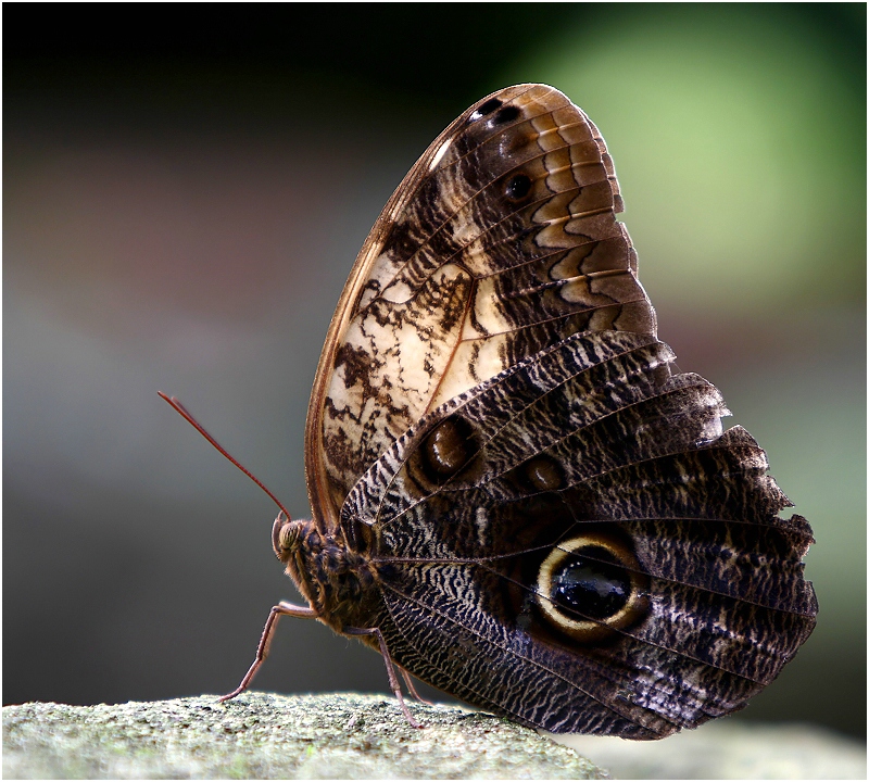 Schmetterling 3