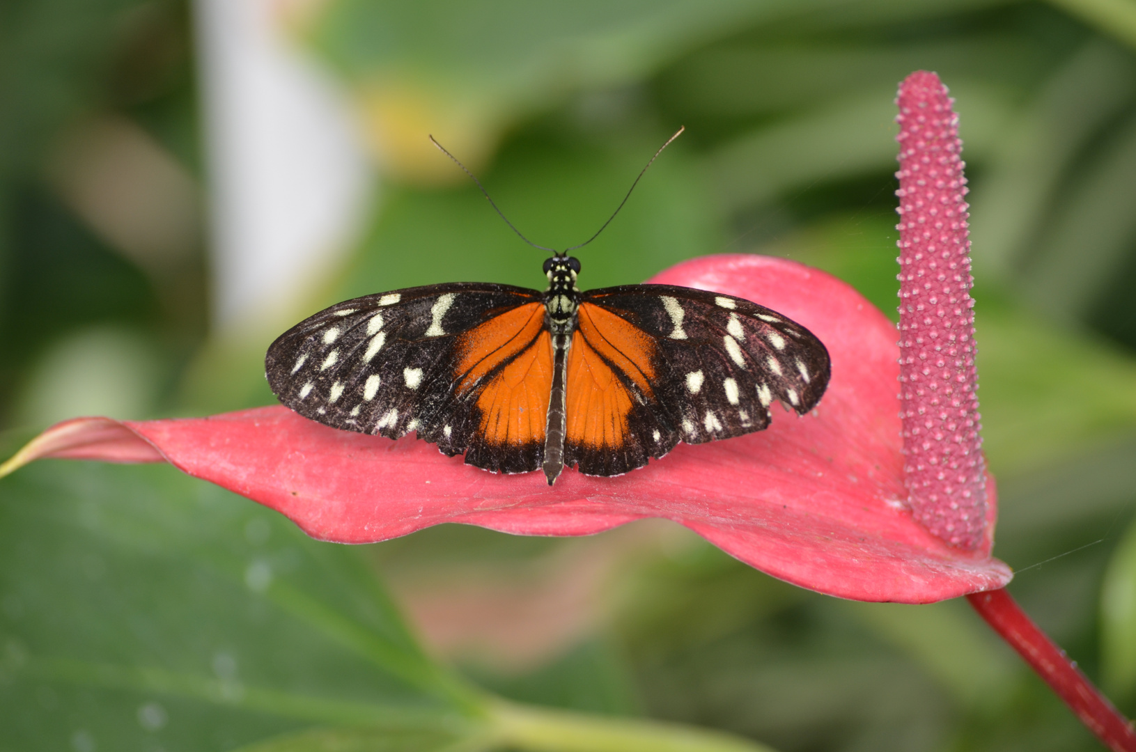 Schmetterling 3