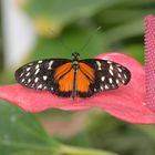 Schmetterling 3