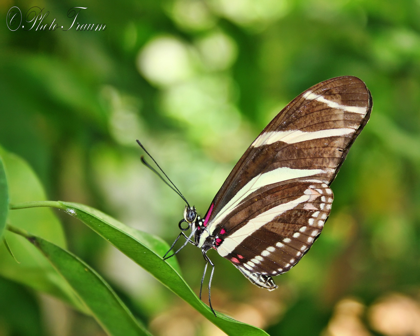 Schmetterling 3