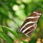 Schmetterling 3