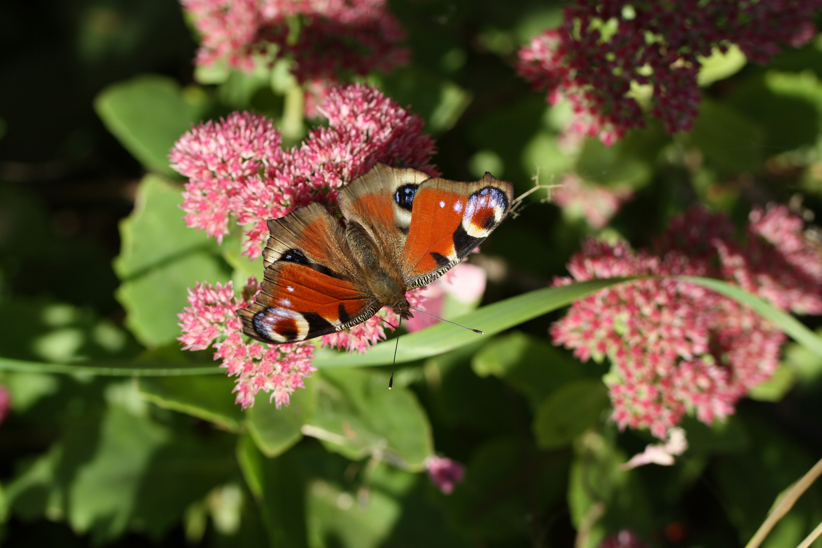 Schmetterling 3