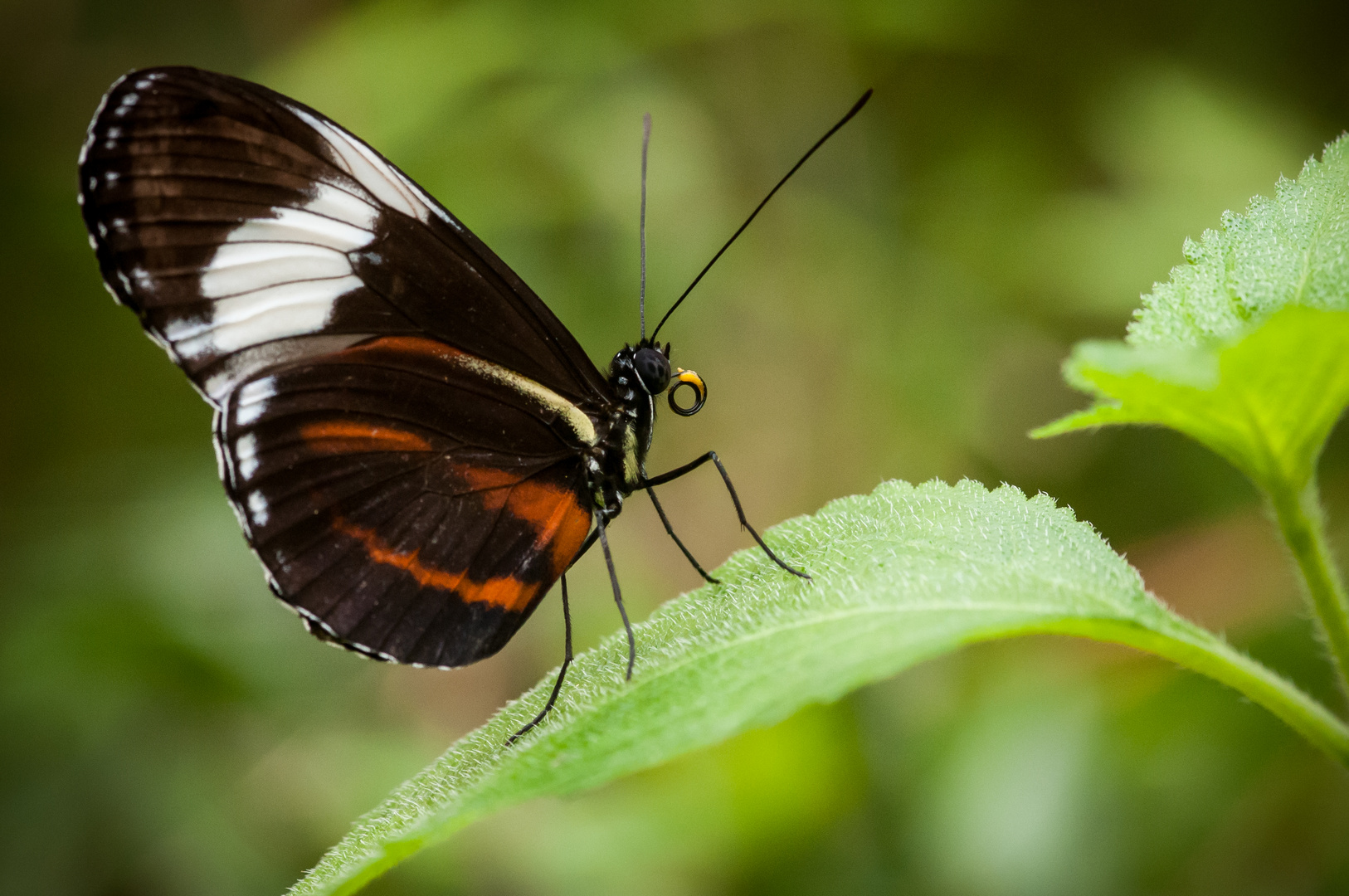 Schmetterling 3