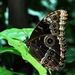 Schmetterling 3