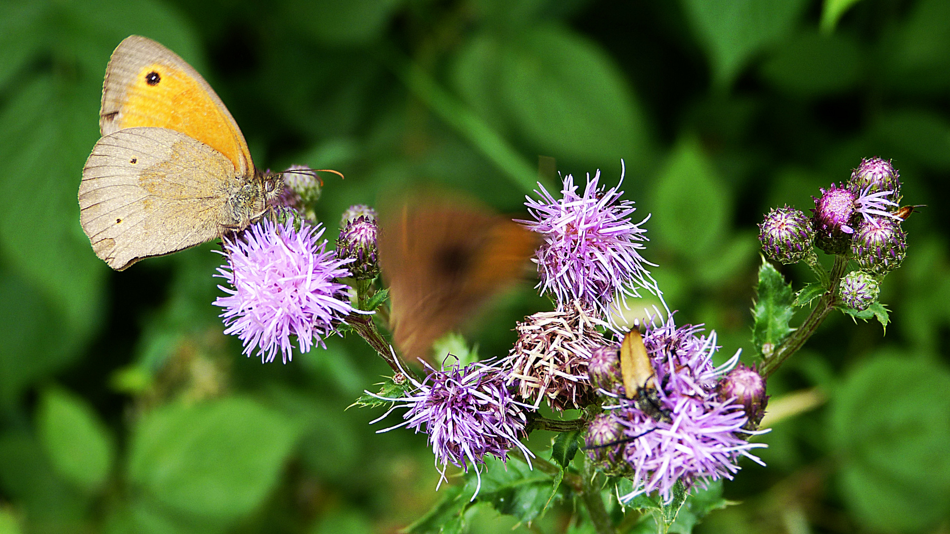 Schmetterling 3