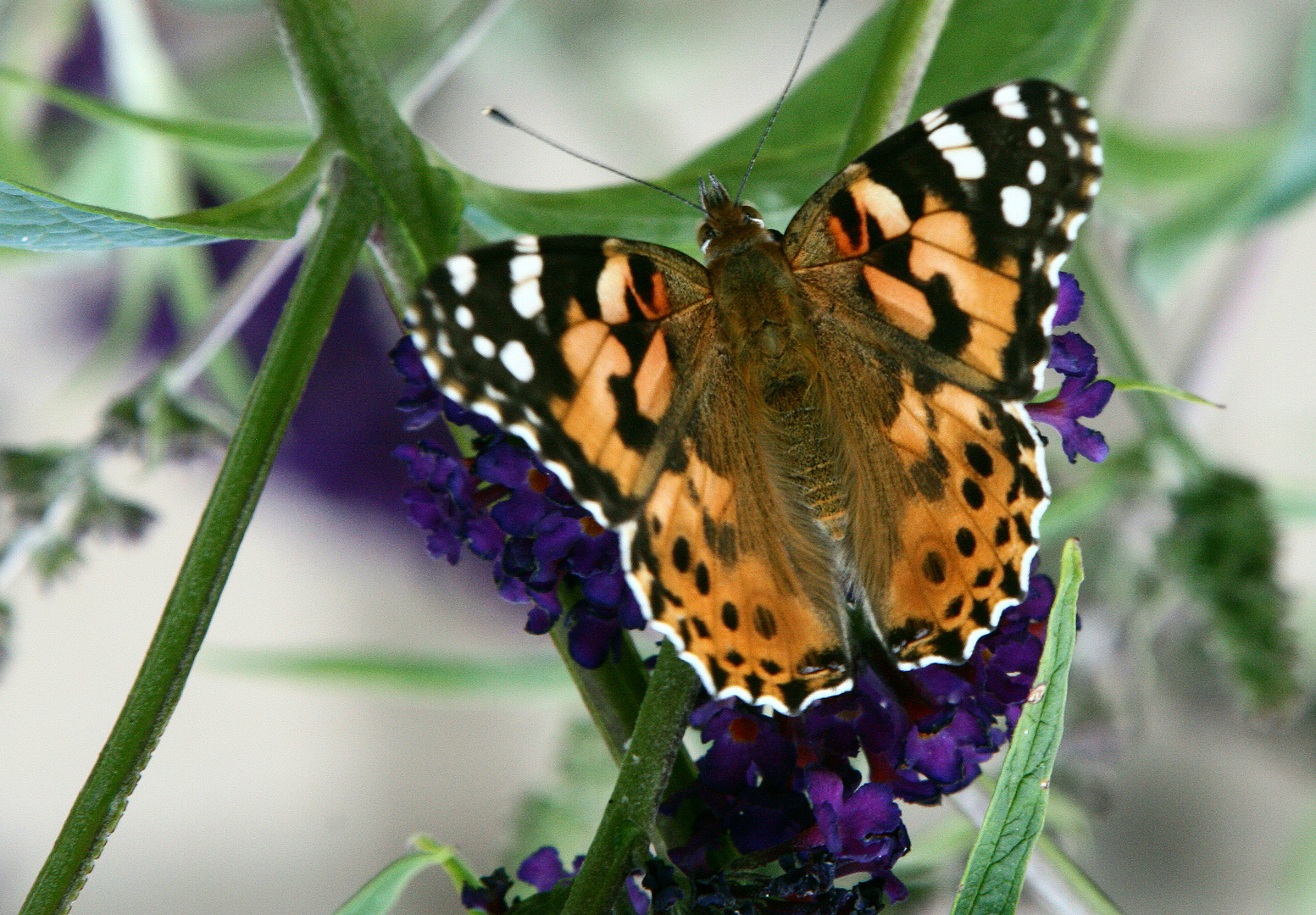 Schmetterling 3