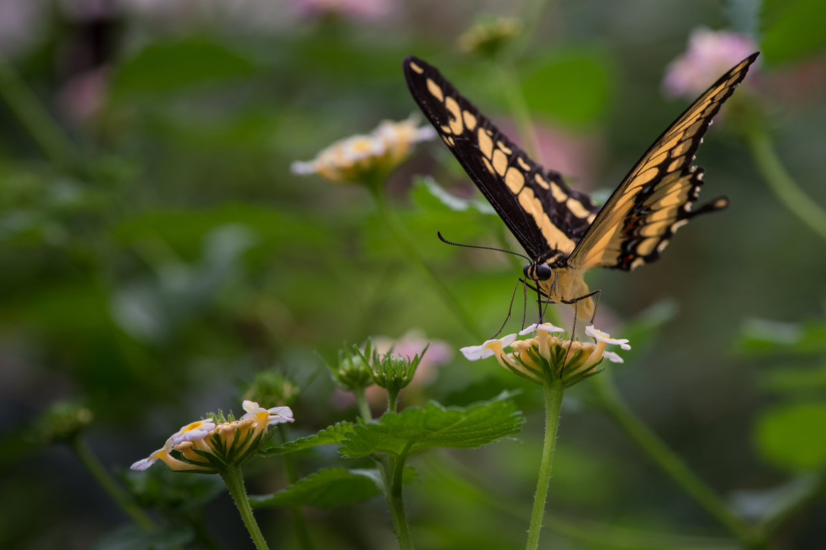 Schmetterling 3