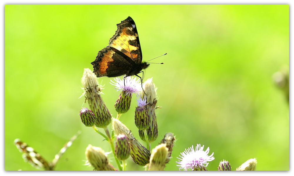 Schmetterling 3