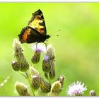 Schmetterling 3