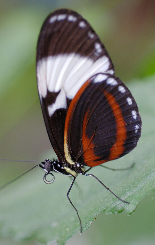 Schmetterling 3