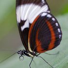 Schmetterling 3