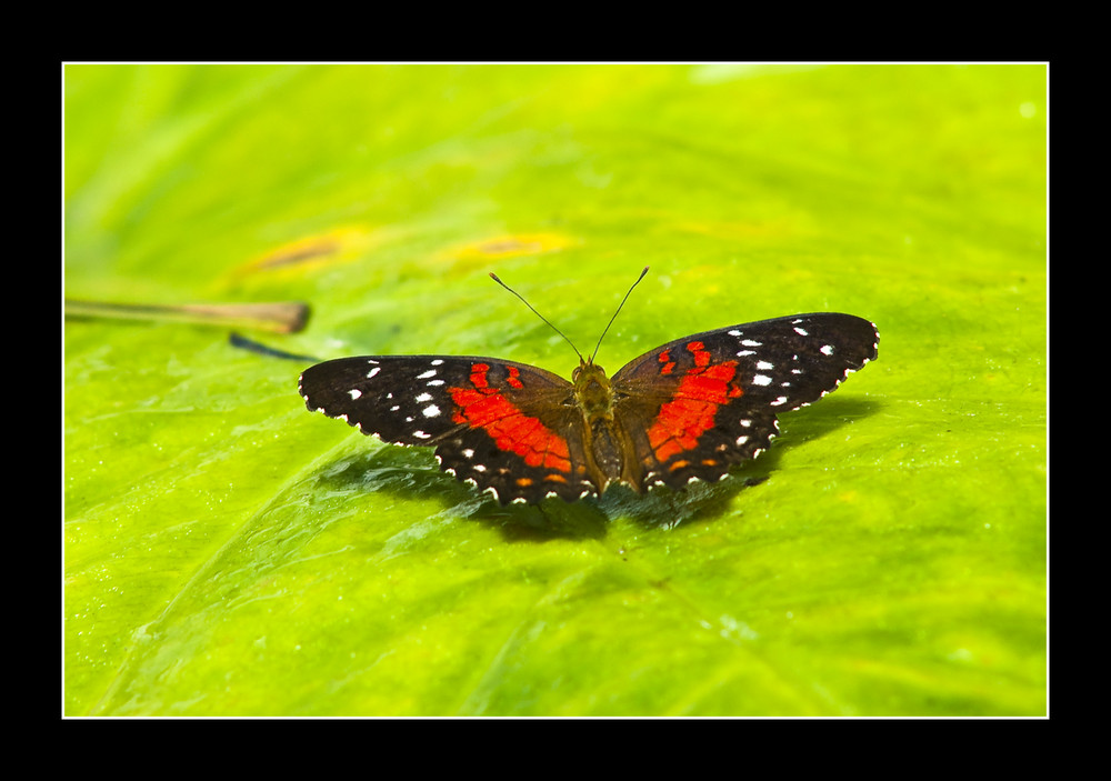 Schmetterling # 3