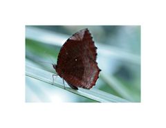 Schmetterling 3