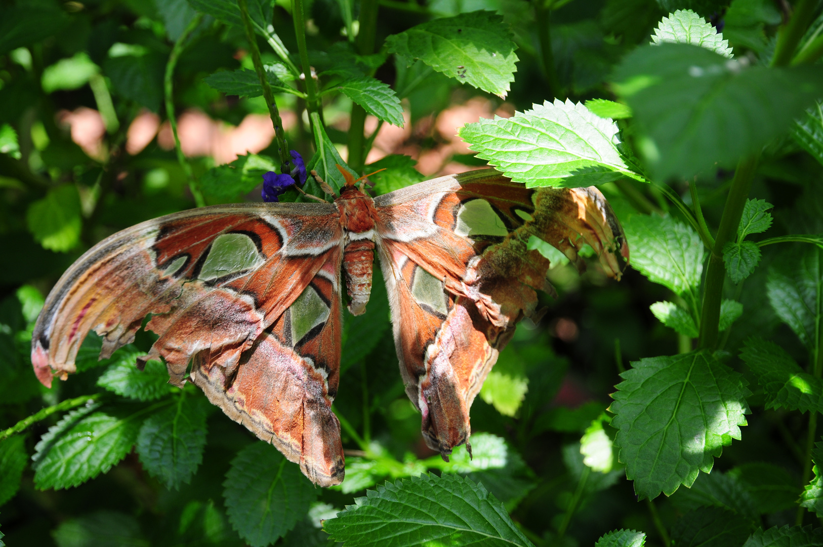 Schmetterling 3