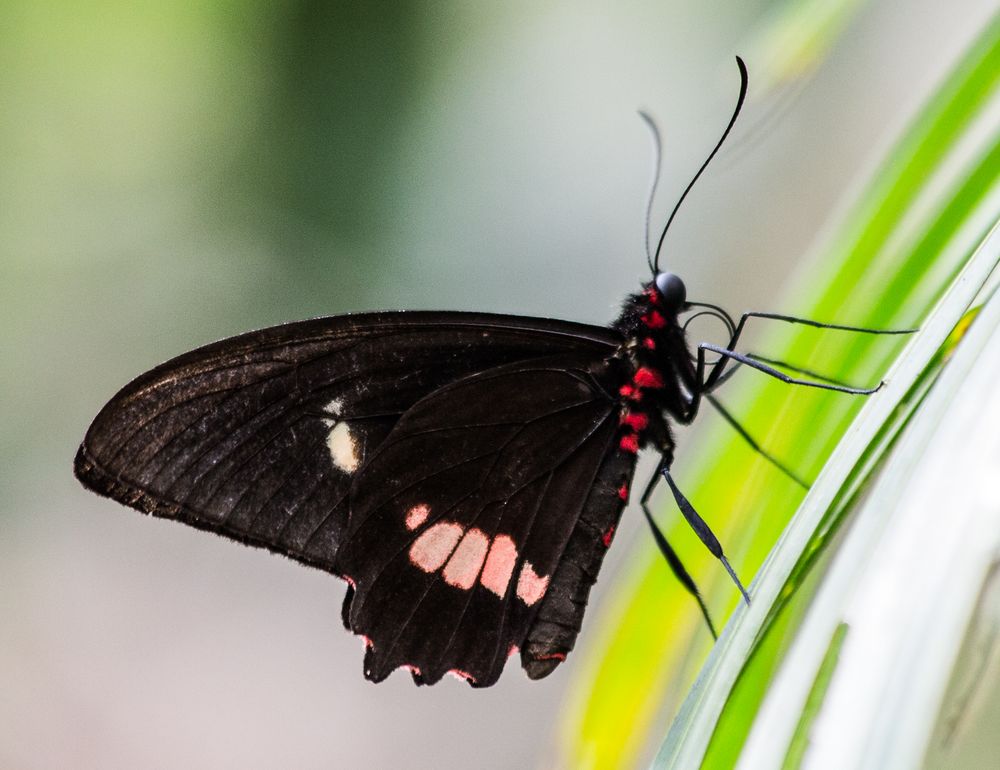 Schmetterling 3 , Mainau