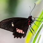 Schmetterling 3 , Mainau