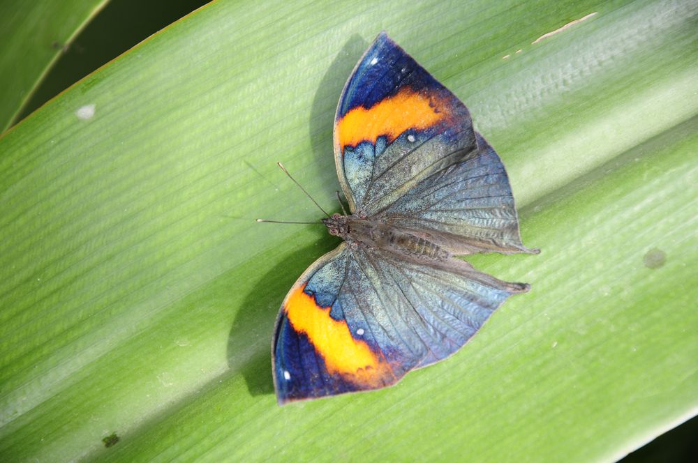 Schmetterling 30