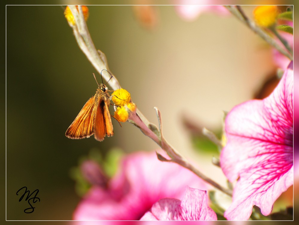 Schmetterling @300mm