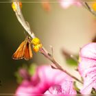 Schmetterling @300mm