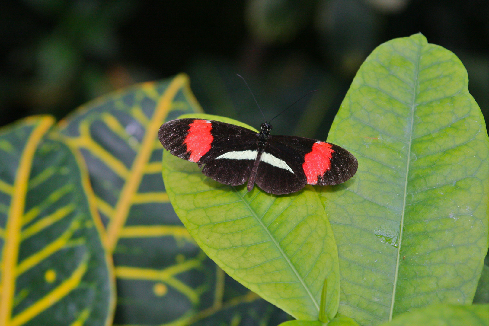 Schmetterling