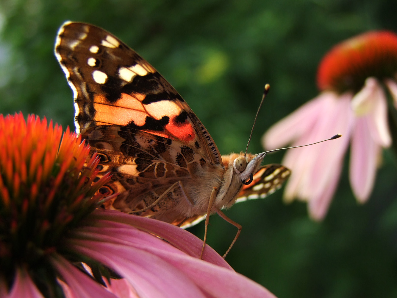 Schmetterling