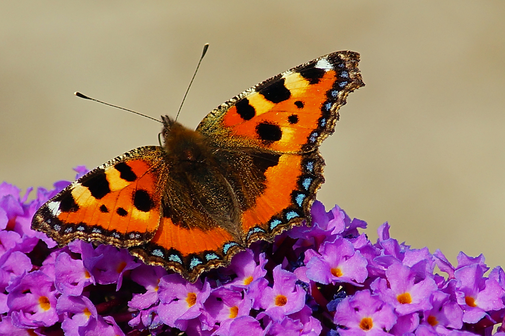 "Schmetterling"